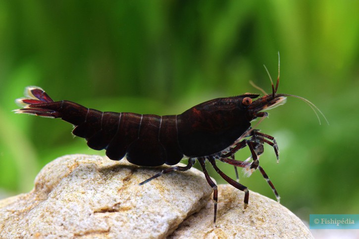 Neocaridina Black Rose noire