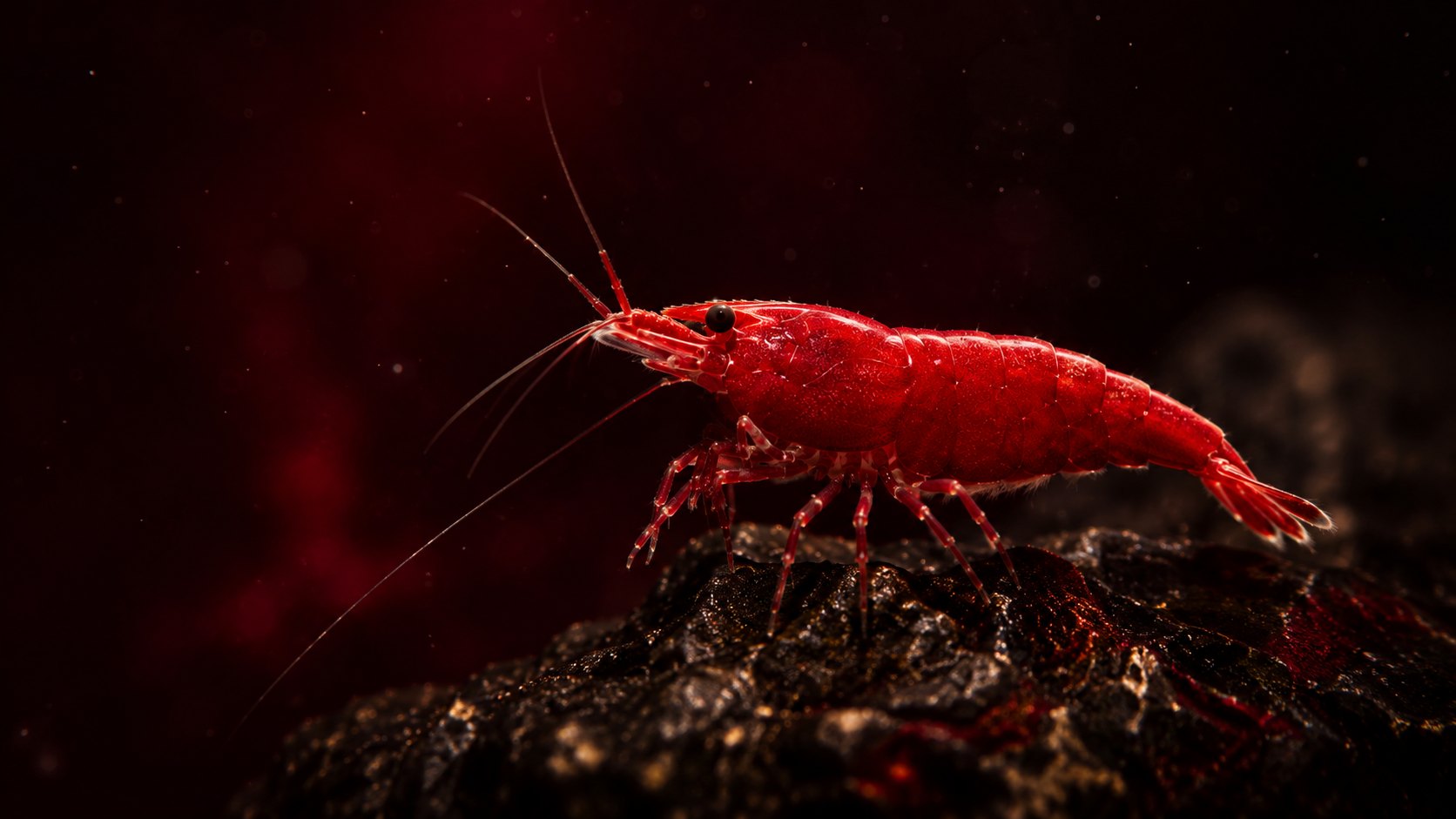 Crevette Neocaridina Bloody Mary rouge sang sur une roche sombre