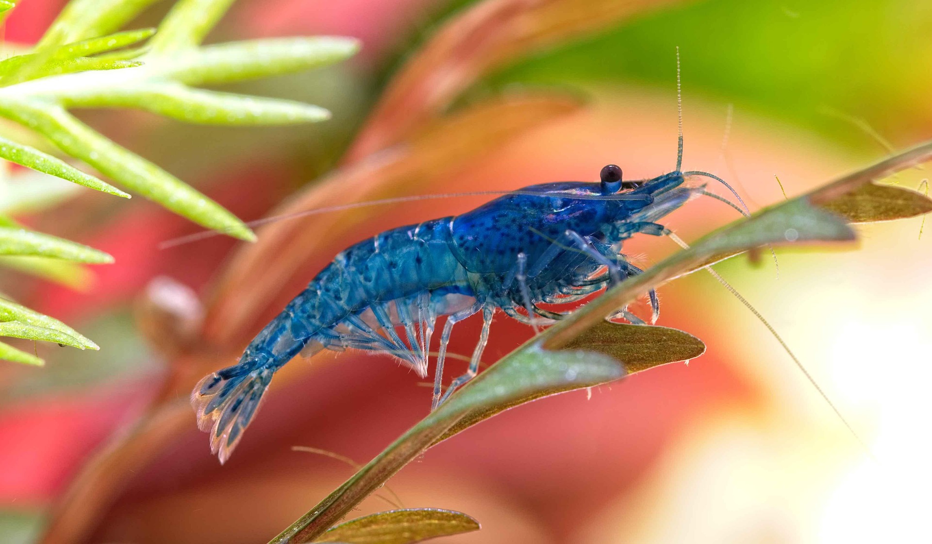 Neocaridina Blue Dream bleue