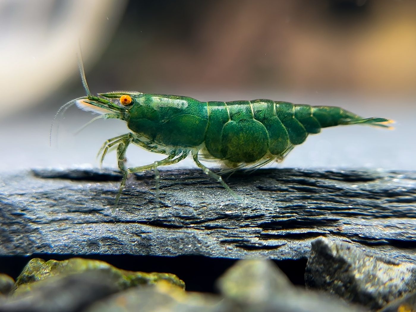 Neocaridina Green Jade verte