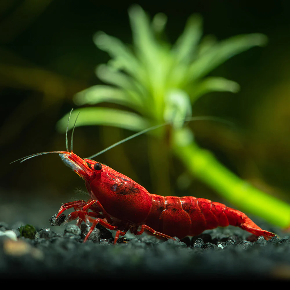 Neocaridina Red Cherry rouge vif