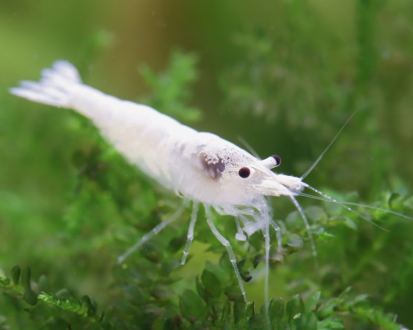 Neocaridina Snow White blanche