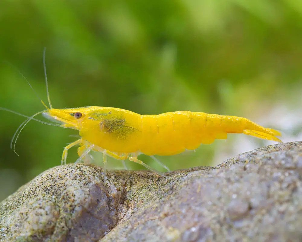 Neocaridina Yellow Neon jaune